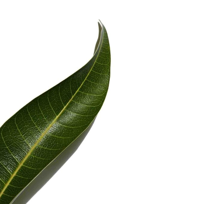 Clarins UV PLUS Antinquinamento Trasparente Pezzi Unici